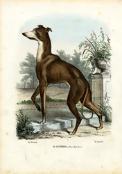 グレイハウンド、1863-79